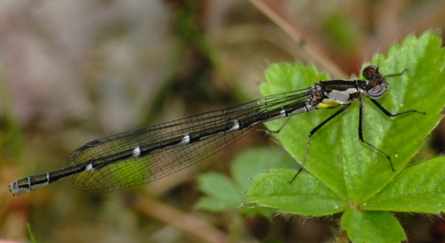 Female
2009_05_06_Chattooga